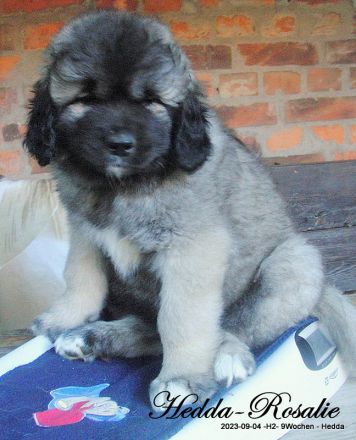 Frohe Nachricht vom Rudeljahnehof. Wir haben Welpen.