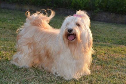 Viktor Black Snow-Flake