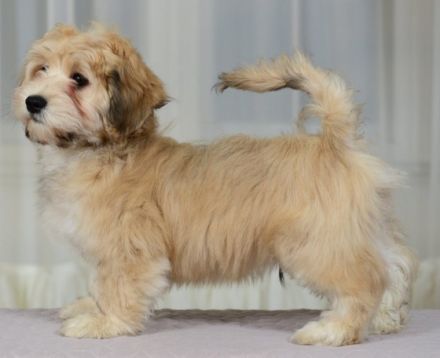 Viktor Black Snow-Flake