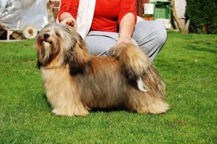 Viktor Black Snow-Flake