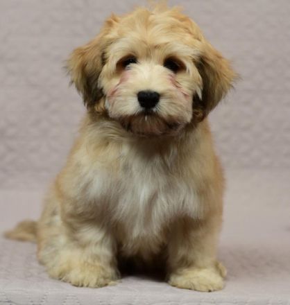 Viktor Black Snow-Flake