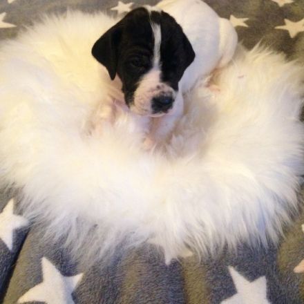 Von Glanz und Gloria