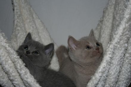 BKH  Bärchen aus der Klosterstadt, wir erwarten BKH Bärchen