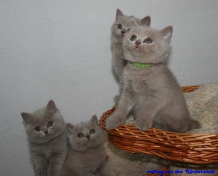 BKH  Bärchen aus der Klosterstadt, wir erwarten BKH Bärchen