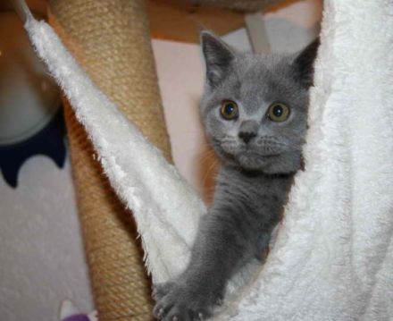 BKH  Bärchen aus der Klosterstadt, wir erwarten BKH Bärchen