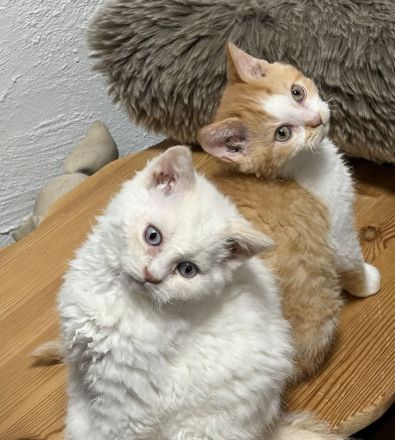 Wir haben zuckersüße Selkirk Rex & BKH Bärchen aus der Klosterstadt