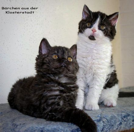 Selkirk Rex & BKH Bärchen aus der Klosterstadt