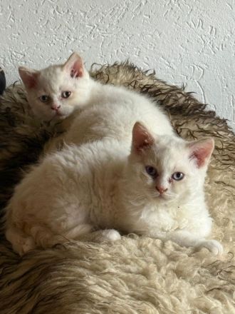 Wir haben zuckersüße Selkirk Rex & BKH Bärchen aus der Klosterstadt