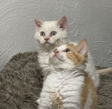 Wir haben zuckersüße Selkirk Rex & BKH Bärchen aus der Klosterstadt