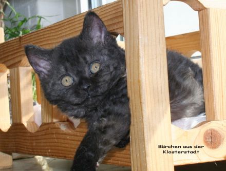 Selkirk Rex & BKH Bärchen aus der Klosterstadt
