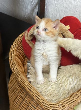 Selkirk Rex & BKH  Bärchen aus der Klosterstadt