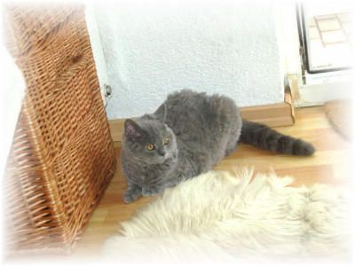 Selkirk Rex & BKH Bärchen aus der Klosterstadt