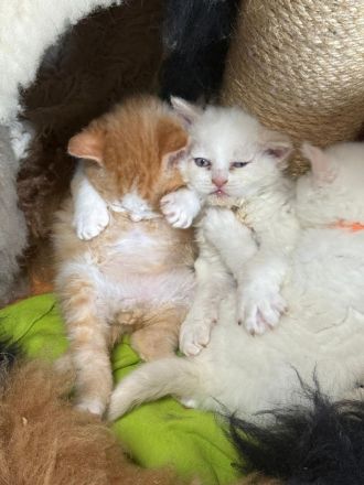 Selkirk Rex & BKH  Bärchen aus der Klosterstadt