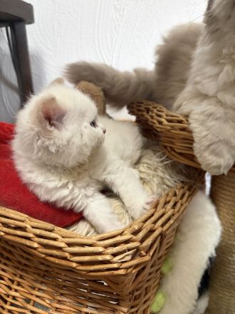 Selkirk Rex & BKH  Bärchen aus der Klosterstadt
