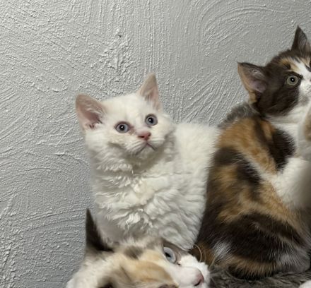 Wir haben zuckersüße Selkirk Rex & BKH Bärchen aus der Klosterstadt