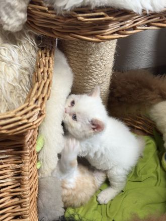 Selkirk Rex & BKH  Bärchen aus der Klosterstadt