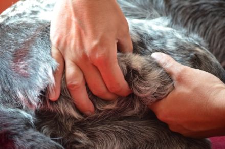 Wellness für den Hund - Einführung in die Hundemassage
