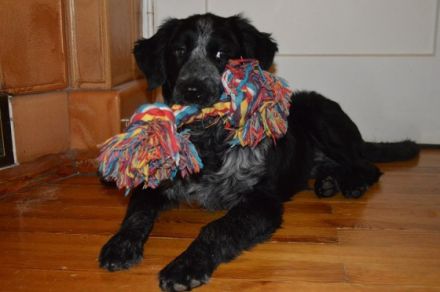 Name: Fortuna Geschlecht: Hündin Geboren: August 2016