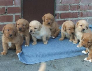 Zeitweise im Jahr haben wir aus unserer Labrador