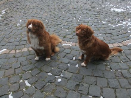 Zeitweise im Jahr haben wir aus unserer Labrador