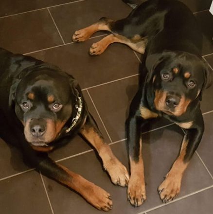 Rottweiler vom Hause Grosenick