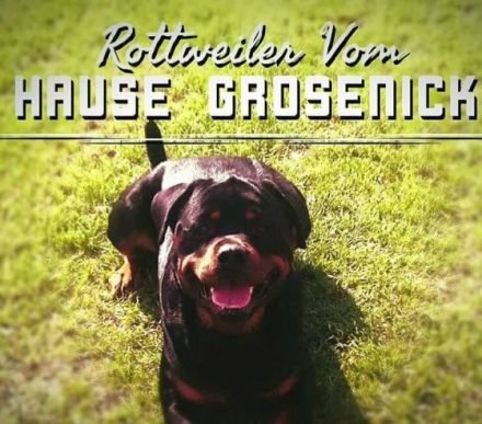 Rottweiler vom Hause Grosenick