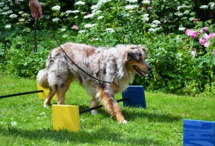 Gerätetraining für Hundesenioren, unsichere oder Handicap-Hunde