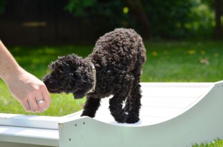 Gerätetraining für Hundesenioren, unsichere oder Handicap-Hunde