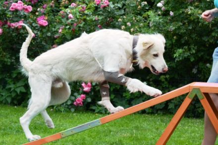 Gerätetraining für Hundesenioren, unsichere oder Handicap-Hunde