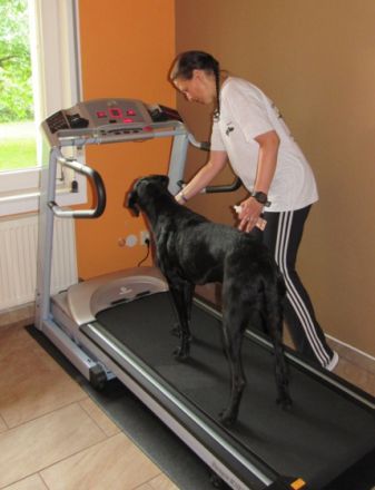 hundephysioharz