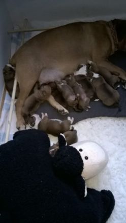 of irresistible charme