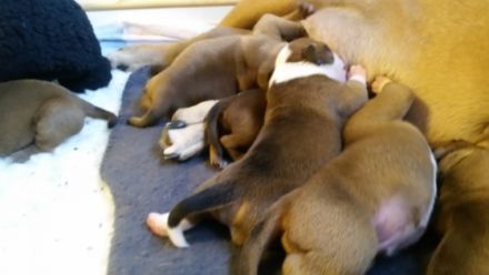 of irresistible charme