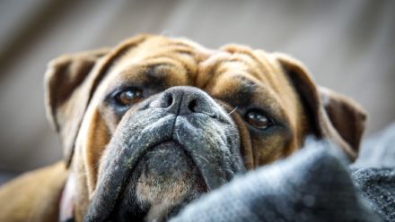 of irresistible charme