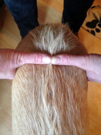 Tierphysio- und Dorntherapie A. Kerpen,