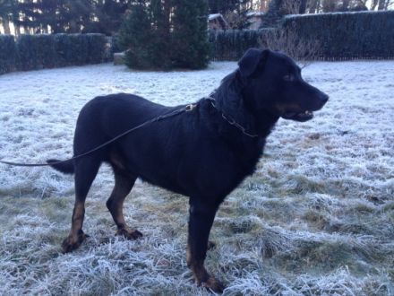 Dux du gardien de la puissance