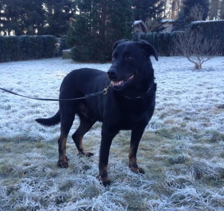 Dux du gardien de la puissance