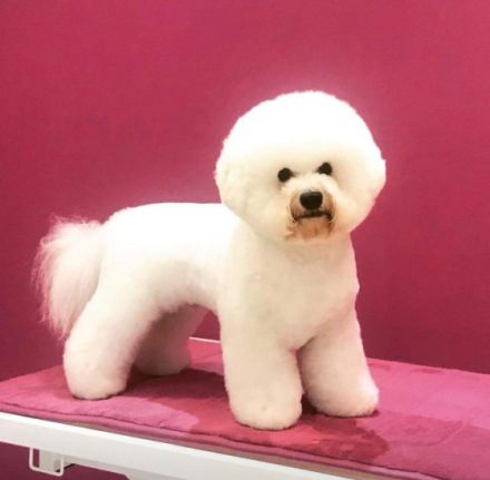 Master Bullmastiff Zorro genannt Benny