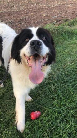 Tierheilpraxis Thome