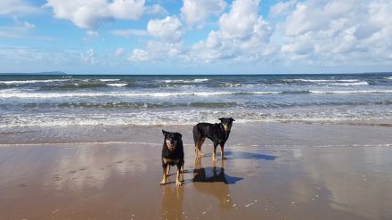 Frankreich, Bretagne. Traumhaus mit eingezäunten Garten 800 m2. Ideal Urlaub am Strand mit Hund
