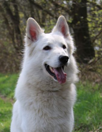 Geronimo Marley of white Sharonnight