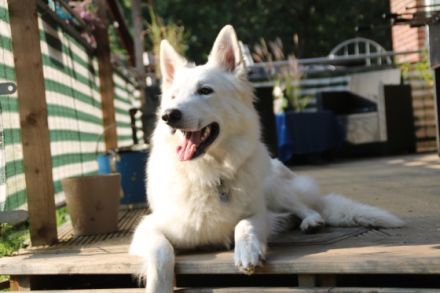 Geronimo Marley of white Sharonnight