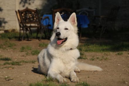 Geronimo Marley of white Sharonnight