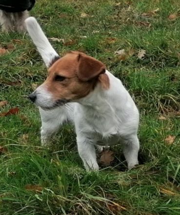 Kurti Calum vom Nixstein