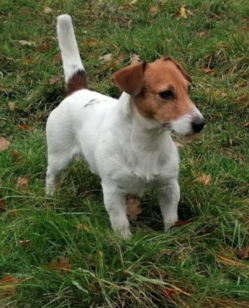 Kurti Calum vom Nixstein