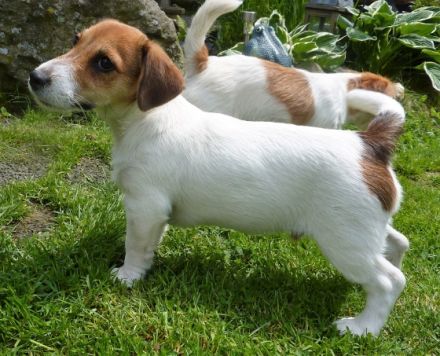 Kurti Calum vom Nixstein