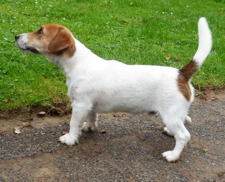 Kurti Calum vom Nixstein