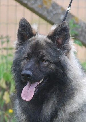 Valiant Warrior From The Wolfpack