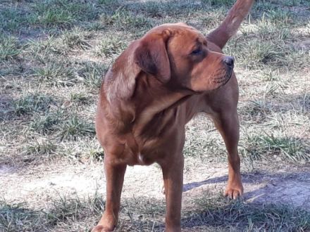 Rubywood Crimson Red Benson