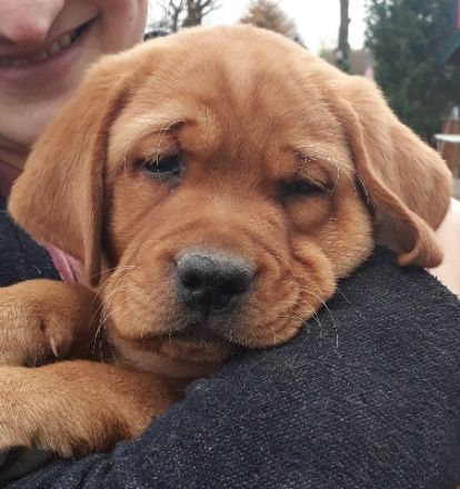 Rubywood Crimson Red Benson