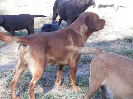 Rubywood Crimson Red Benson